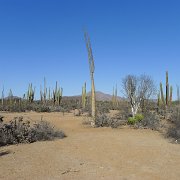 Baja2011 250 : Baja2011
